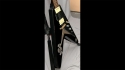 Epiphone by Gibson Flying V Black Gloss Sold