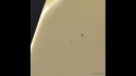 Gibson Flying V White 1983 82503569 Sold