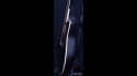 Ovation Custom Legend 1869 Sold