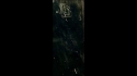 ESP LTD Viper-100FM