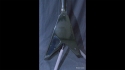 Gibson Flying V Black 1984 Sold